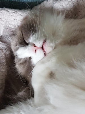 grey white fluffy cat vampire teeth